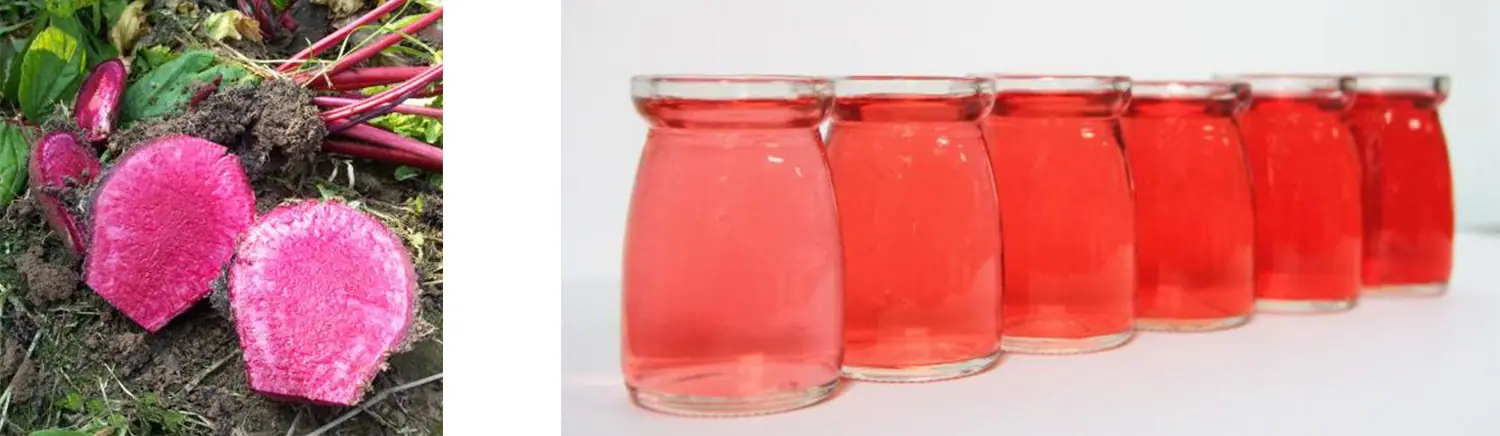 Radish Red